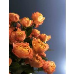 Пионовидные кустовые розы 10